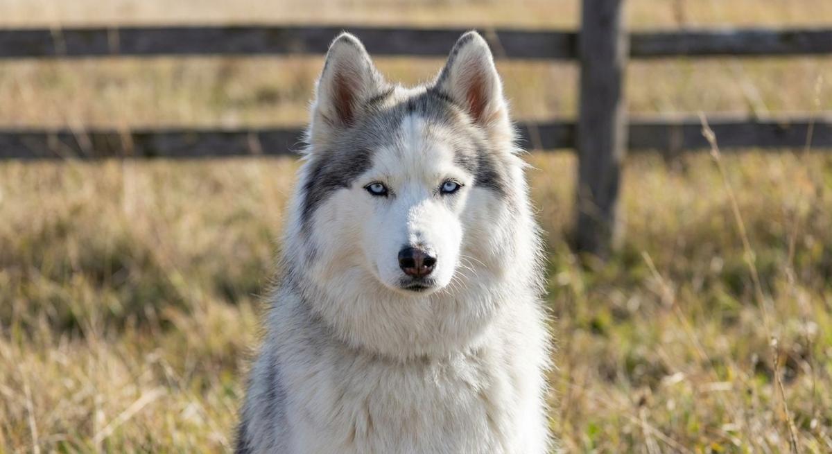 Huskimo