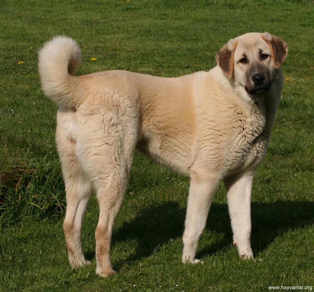 Kangal Shepherd Dog