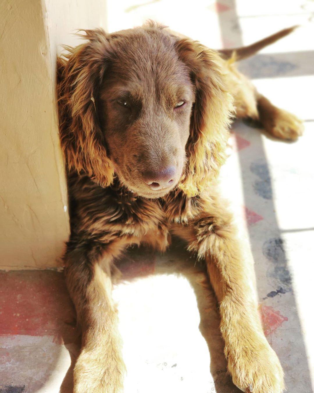 Cocker Spaniel