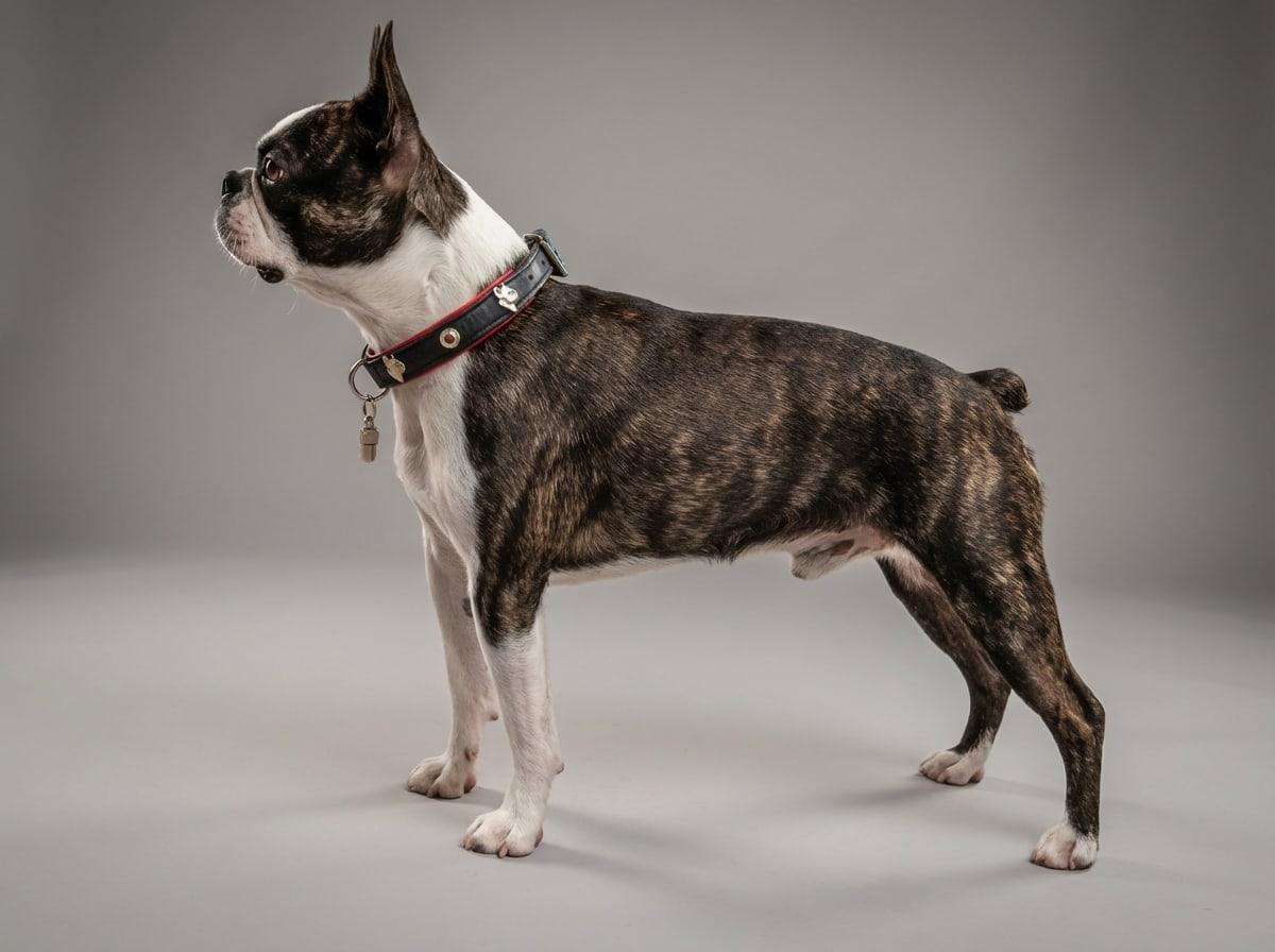 Boston Terrier