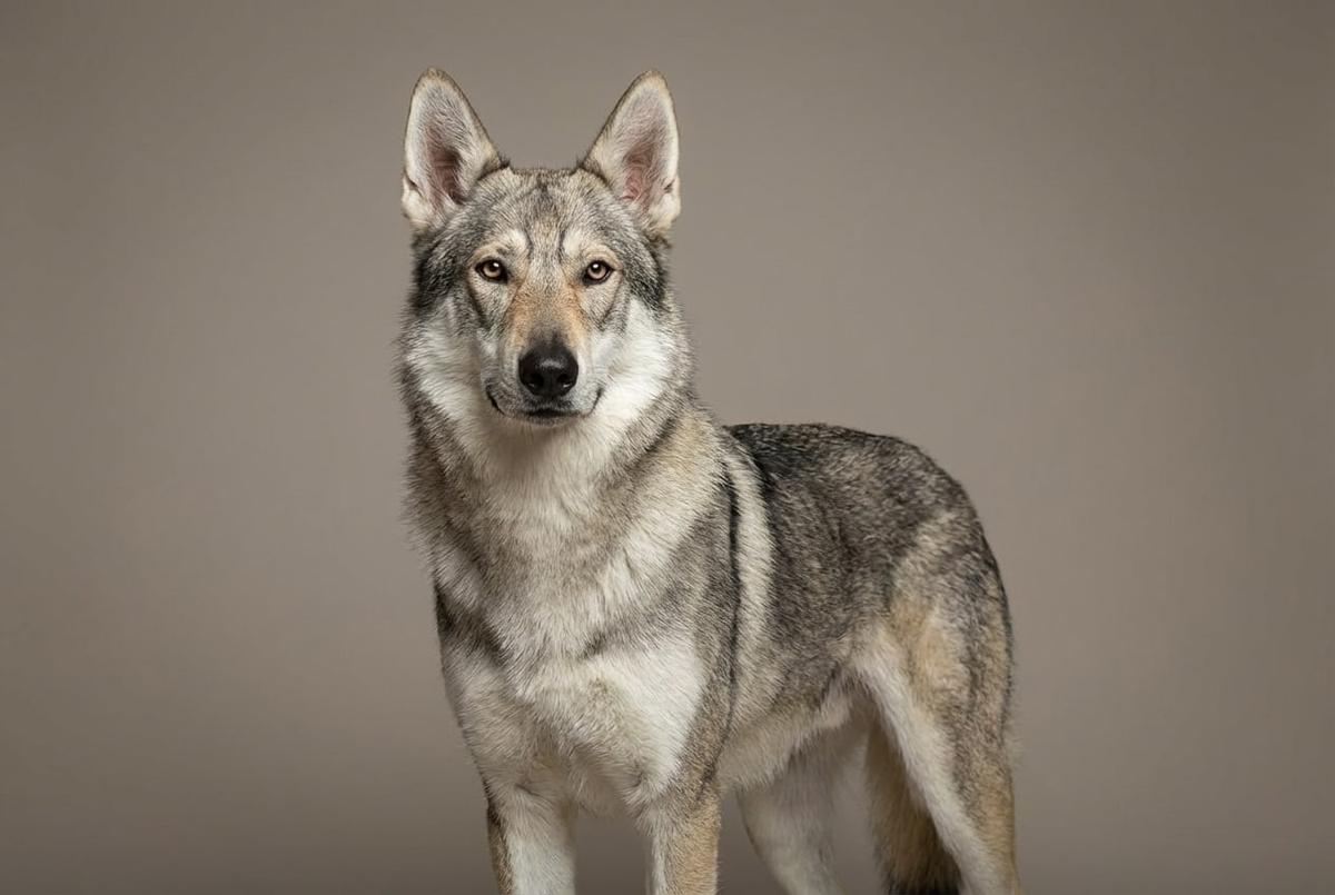 Tamaskan Dog