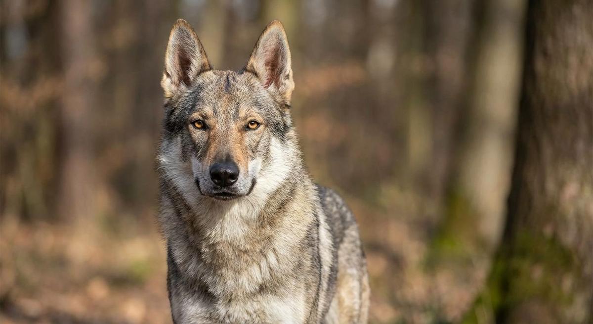 Czechoslovakian Wolfdog