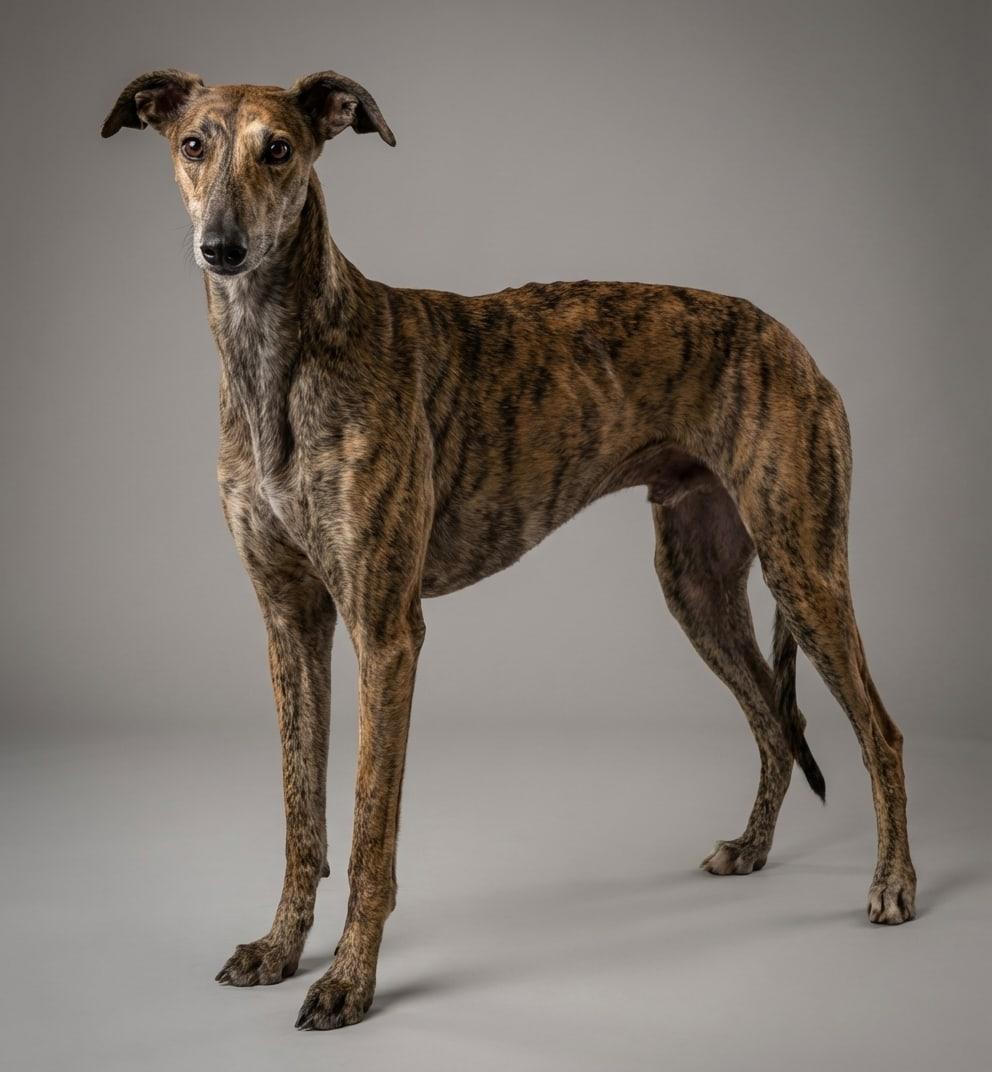 Spanish Greyhound