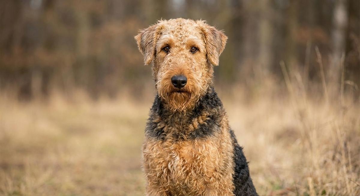 Airedoodle