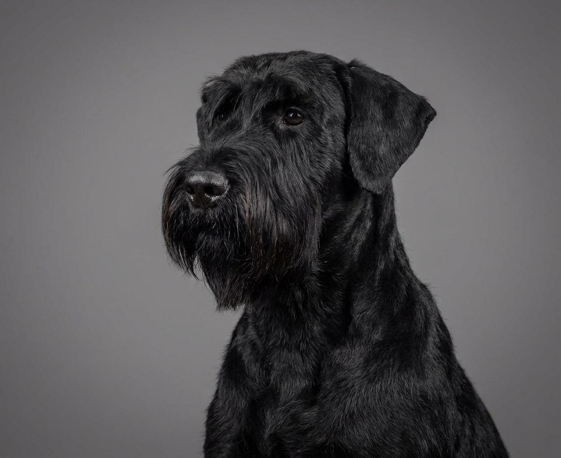 Giant Schnauzer