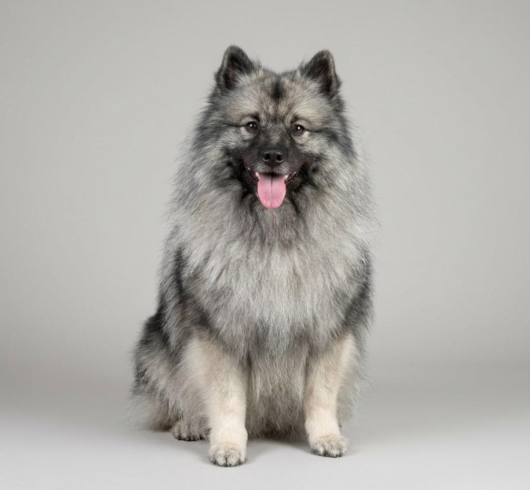 Keeshond