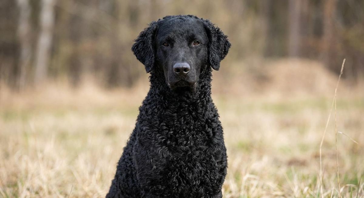 Curly-Coated Retriever