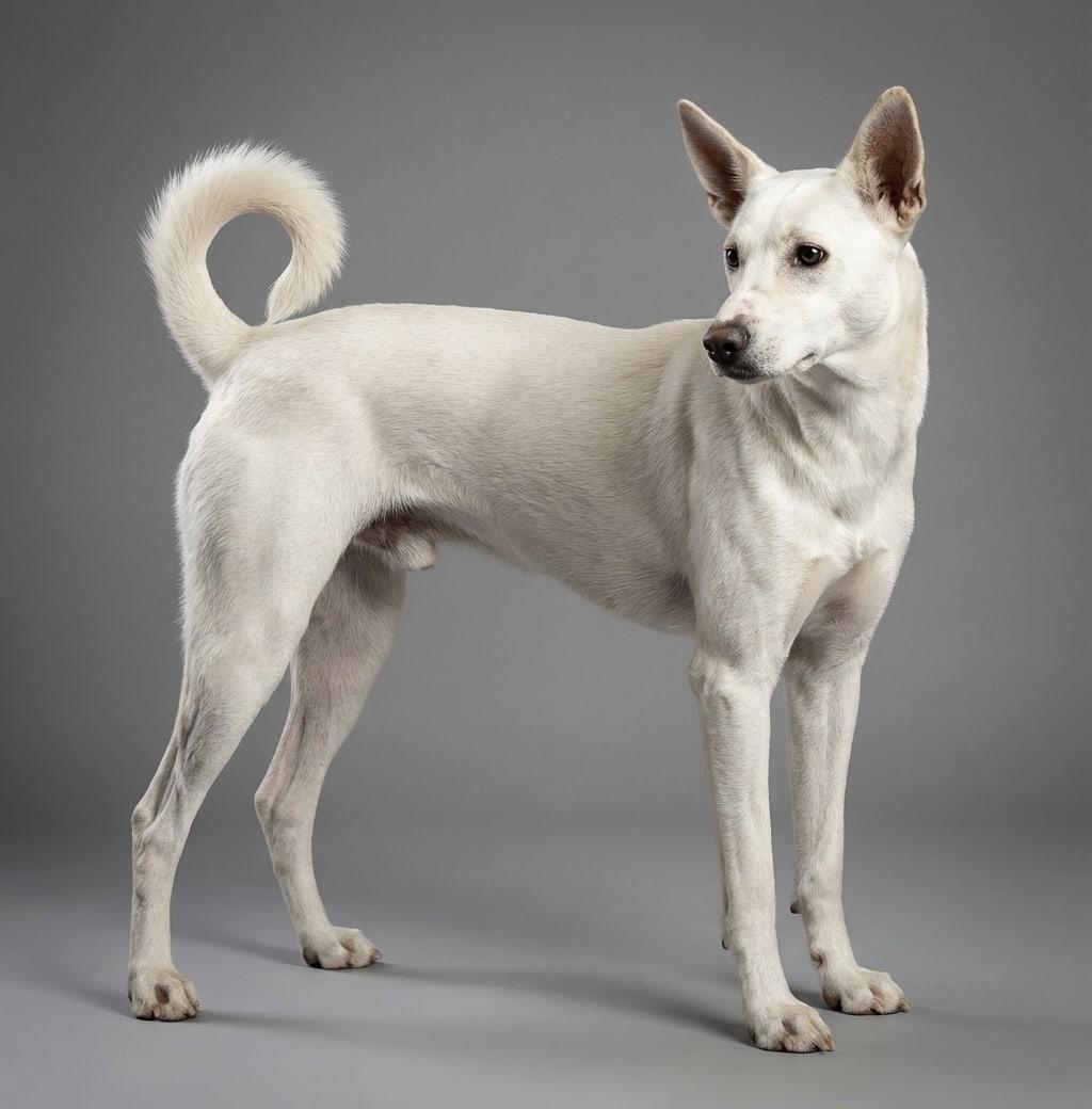 Cretan Hound