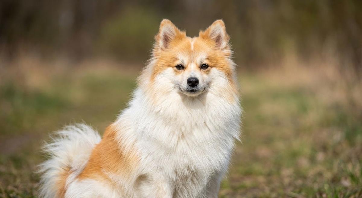 German Spitz