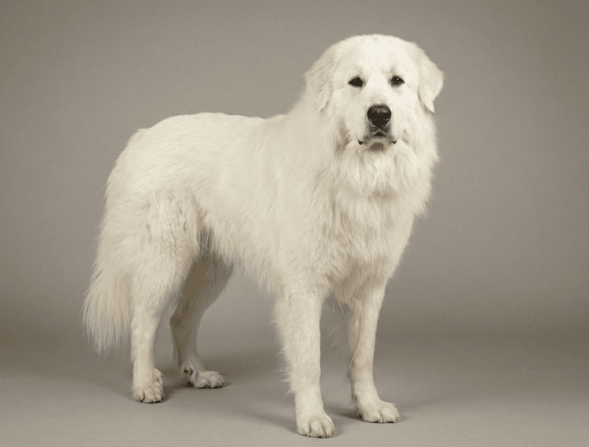 Pyrenean Mountain Dog